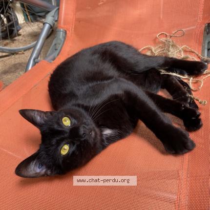 Foto 1/1 koda Chat perdido en Noiseau