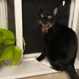 Foto del gato perdido en Fairview Or