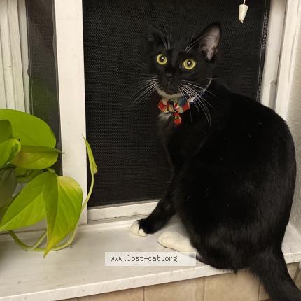 Foto 1/1 Nikki Chat perdido en Fairview or