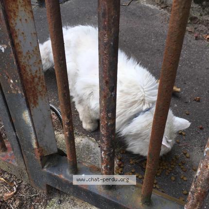 Foto 1/1 Gato encontrado Encontrado en Nantes