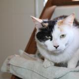 Foto del gato perdido en Seilh