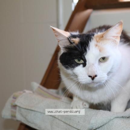 Foto 1/1 Gato encontrado Perdido en Seilh