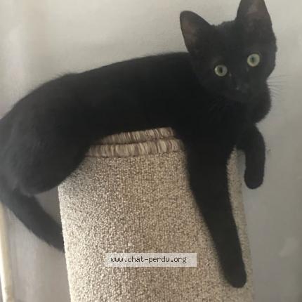 Foto 1/1 Gato encontrado Perdido en Roubaix