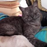 Foto del gato perdido en Roubaix