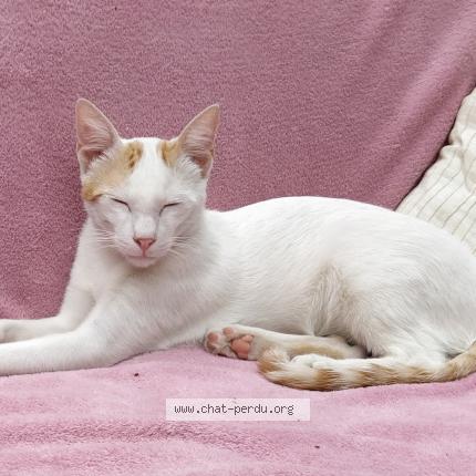 Foto 1/1 DOUDOU Chat perdido en Vaureal