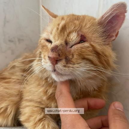 Foto 1/1 Gato encontrado Perdido en Vic la gardiole