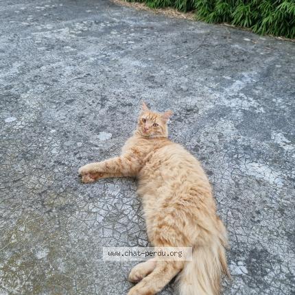 Foto 1/4 Gato encontrado Encontrado en La buisse
