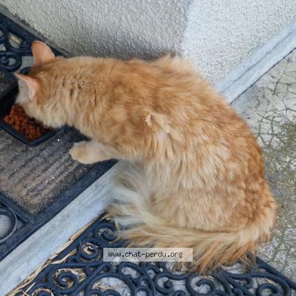 Foto 4/4 Gato encontrado Encontrado en La buisse