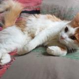 Foto del gato perdido en Baccarat