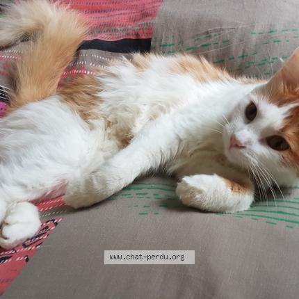 Foto 1/1 Bob Chat perdido en Baccarat