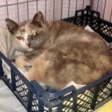 Foto del gato perdido en Clermont Ferrand