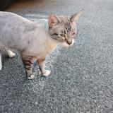 Foto de gato encontrado en Aix En Provence