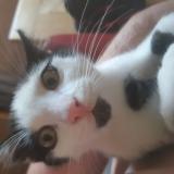 Foto del gato perdido en Vasselin