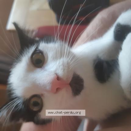 Foto 1/1 Gato encontrado Perdido en Vasselin