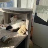 Foto del gato perdido en Geneve