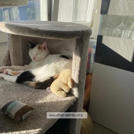 Foto 1/1 Gato encontrado Perdido en Geneve