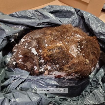 Foto 1/1 Gato encontrado Encontrado en Paris