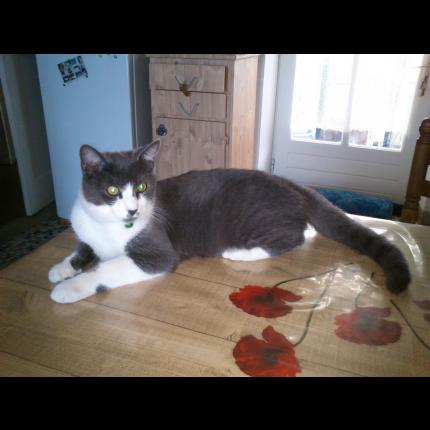 Foto 1/1 Bidule Chat perdido en La mothe achard