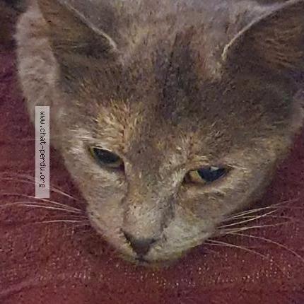 Foto 1/1 CAMPANULE Chat perdido en Nantes