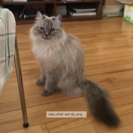 Foto 1/1 Luna ou Claire de Lune Chat perdido en Repentigny yamachiche