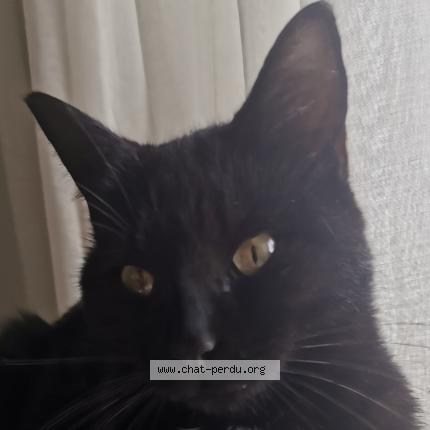Foto 1/1 Gato encontrado Encontrado en Courtry