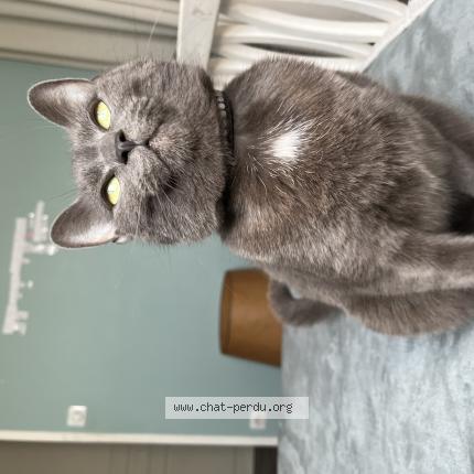 Foto 1/1 Gato encontrado Perdido en Houplines