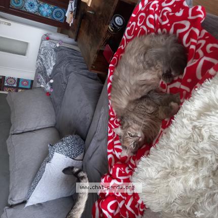 Foto 1/1 Gato encontrado Perdido en Bordeaux