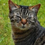 Foto del gato perdido en Bois Guillaume