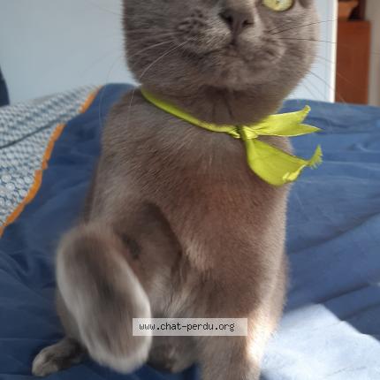 Foto 1/1 Kiara Chat perdido en La roche clermault