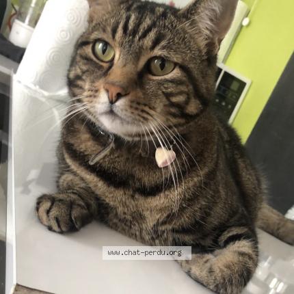 Foto 1/2 Katous Chat perdido en Halluin