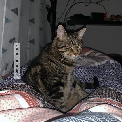 Foto 2/2 Katous Chat perdido en Halluin