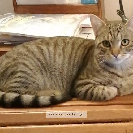 Foto 1/2 TURBO Chat perdido en Ouainville