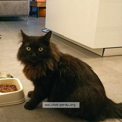 Foto 1/1 Cachou Chat perdido en Gurgy