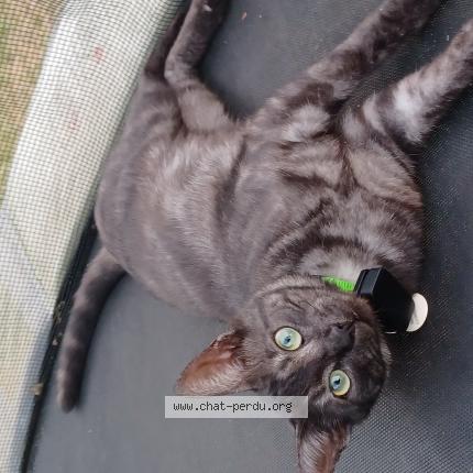 Foto 1/1 Swifer Chat perdido en Nonville