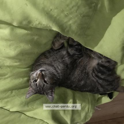 Foto 1/1 Bonnie Chat perdido en Landeda