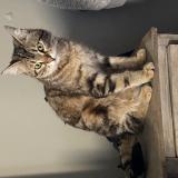 Foto del gato perdido en Beaumes De Venise