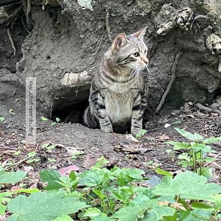 Foto 1/4 Gato encontrado Perdido en Elancourt