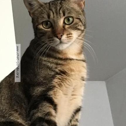 Foto 2/4 Gato encontrado Perdido en Elancourt