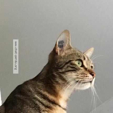 Foto 4/4 Gato encontrado Perdido en Elancourt