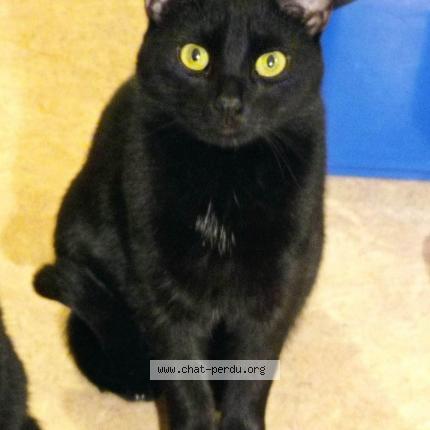 Foto 1/1 Loulou Chat perdido en Peyraud