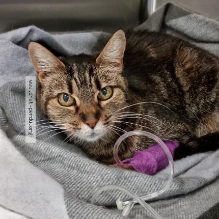 Foto 1/2 Padm&eacute; Chat perdido en Saint eutrope de born