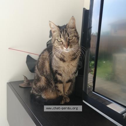 Foto 2/2 Padm&eacute; Chat perdido en Saint eutrope de born