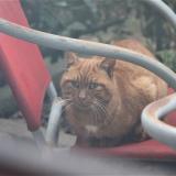 Foto del gato perdido en Rennes