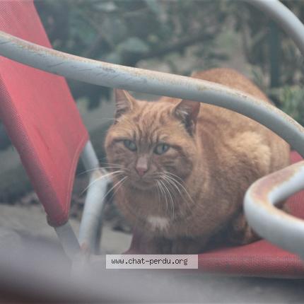 Foto 1/1 Hagrid Chat perdido en Rennes