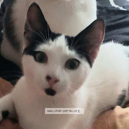 Foto 1/1 Ulysse Chat perdido en Plaisance du touch