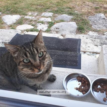 Foto 1/1 Gato encontrado Encontrado en Sait augustin