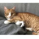 Foto del gato perdido en Jonchery Sur Vesle