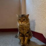 Foto del gato perdido en Antony