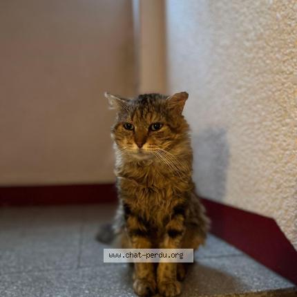 Foto 1/1 Chuck Chat perdido en Antony