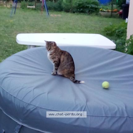 Foto 1/1 Pookie Chat perdido en Ballon saint mars